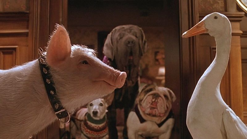 download babe pig in the city (1988) bluray dual audio {hindi-english} 480p [330mb] | 720p [920mb] | 1080p [2gb]