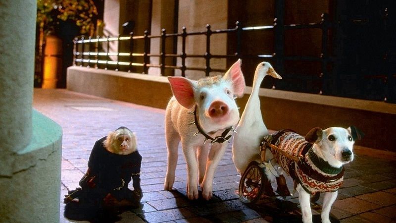 download babe pig in the city (1988) bluray dual audio {hindi-english} 480p [330mb] | 720p [920mb] | 1080p [2gb]