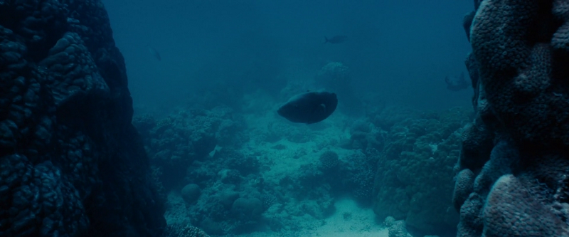 download blueback (2022) bluray {english with subtitles} full movie 480p [300mb] | 720p [800mb] | 1080p [2gb]
