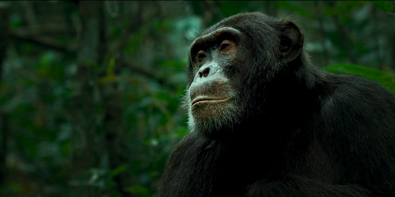 download chimp empire (2023) season 1 complete dual audio {hindi-english} netflix original web series 720p | 1080p web-dl download chimp empire (2023) season 1 complete dual audio {hindi-english} netflix original web series 720p | 1080p web-dl
